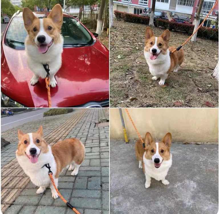 柯基种公狗大围脖三通 - 宠物犬交易 - 猛犬俱乐部-中国具有影响力的