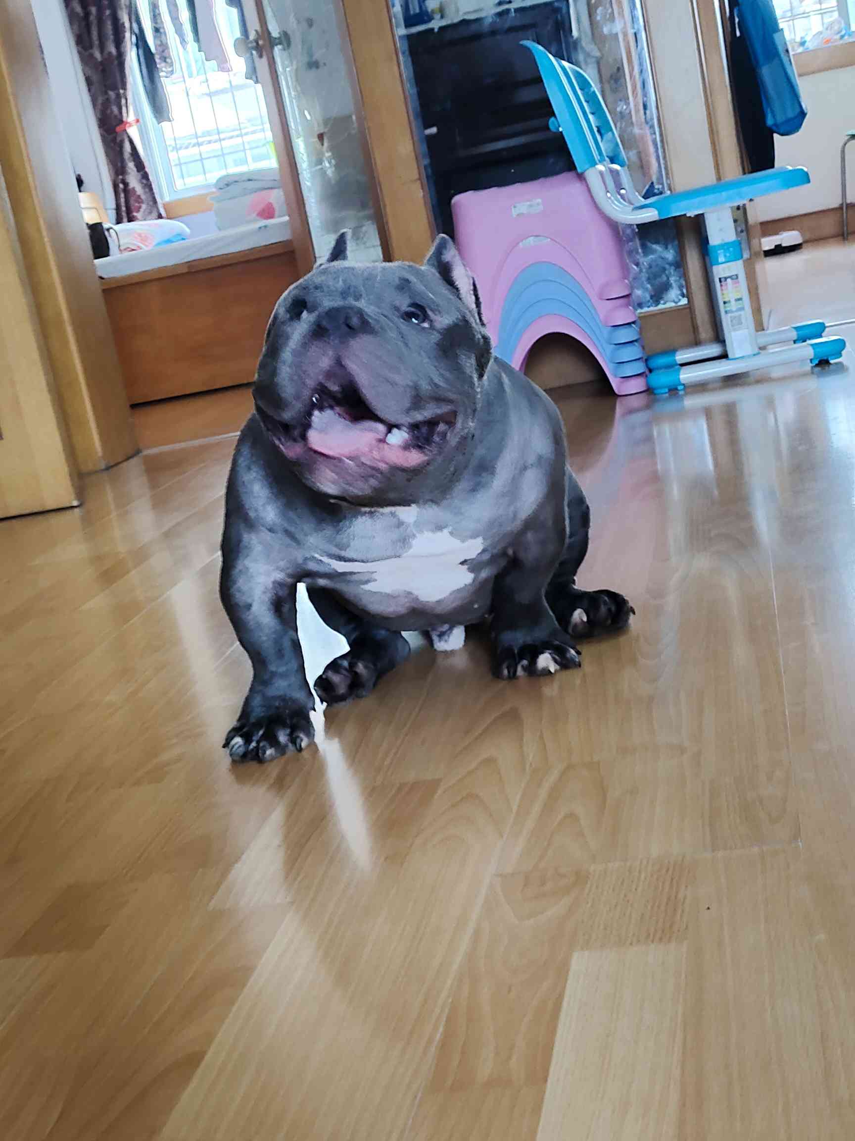 潜力股马上六个月了,太热把全身毛,全部剃掉 - 恶霸犬 - 猛犬俱乐部