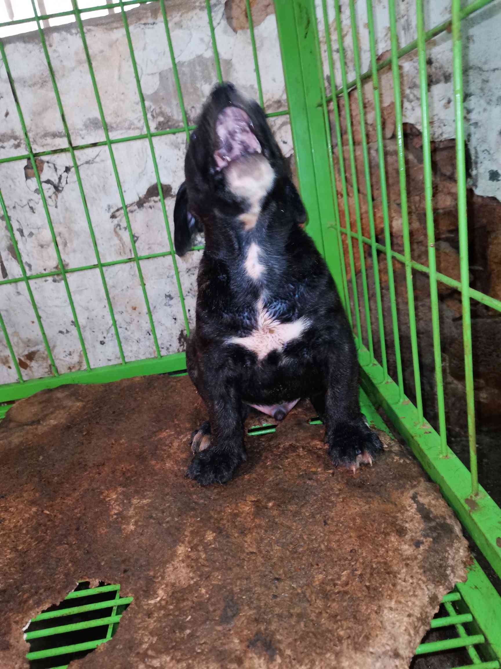 普雷萨加纳利黑虎皮公狗