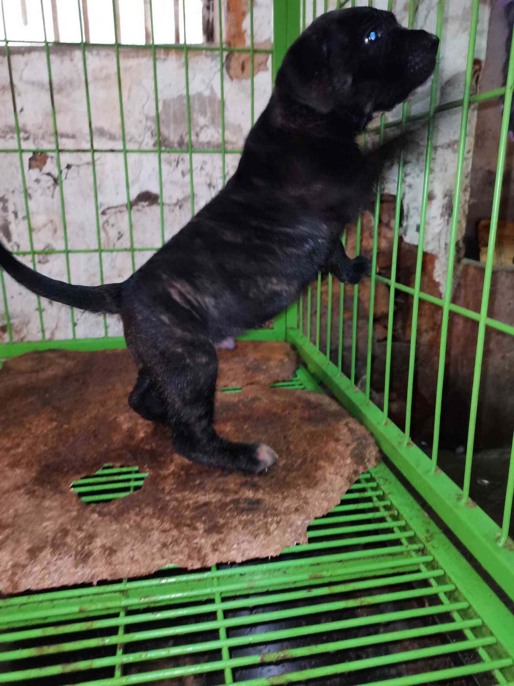 普雷萨加纳利黑虎皮公狗