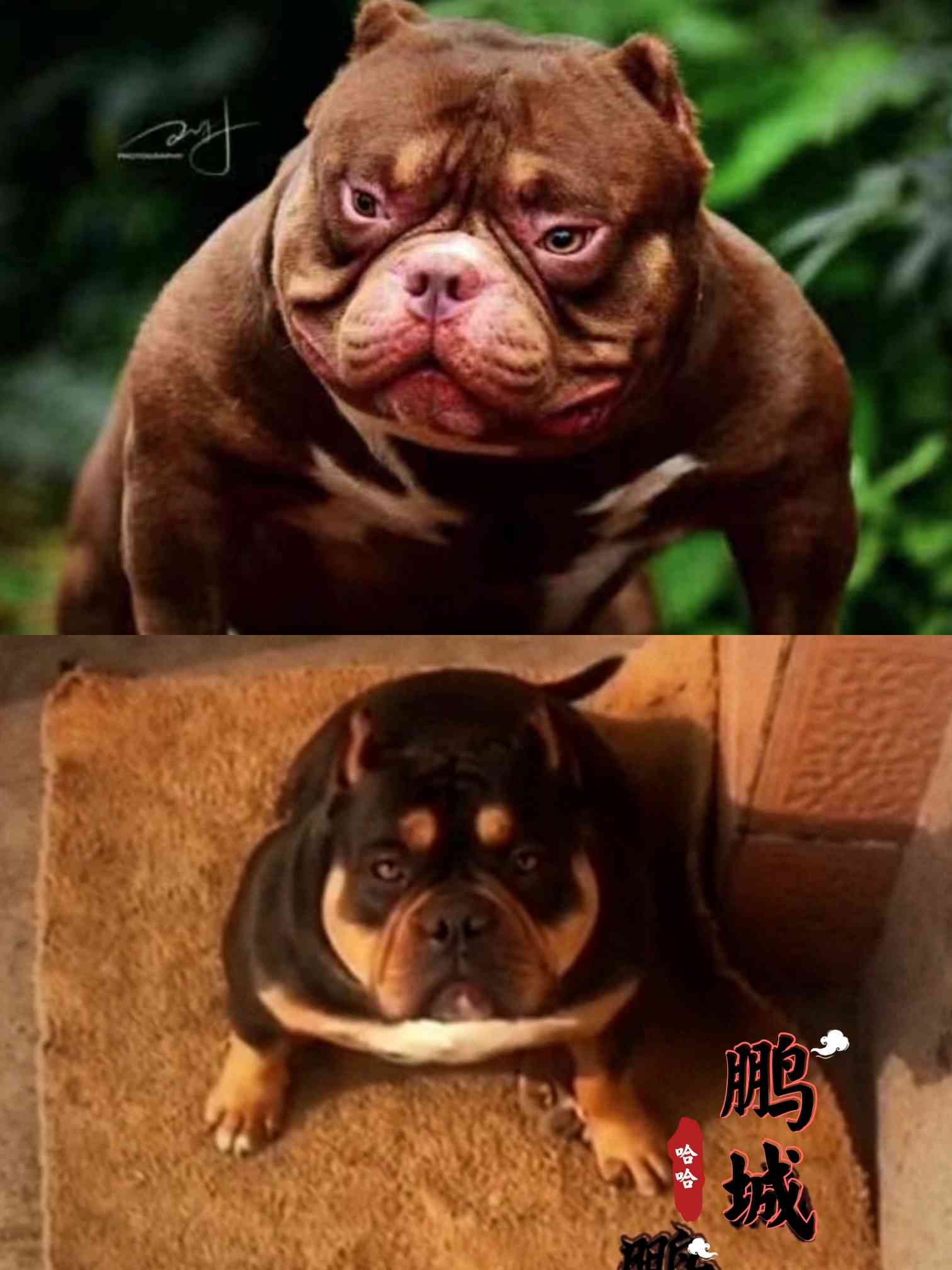 红魔xqq崽