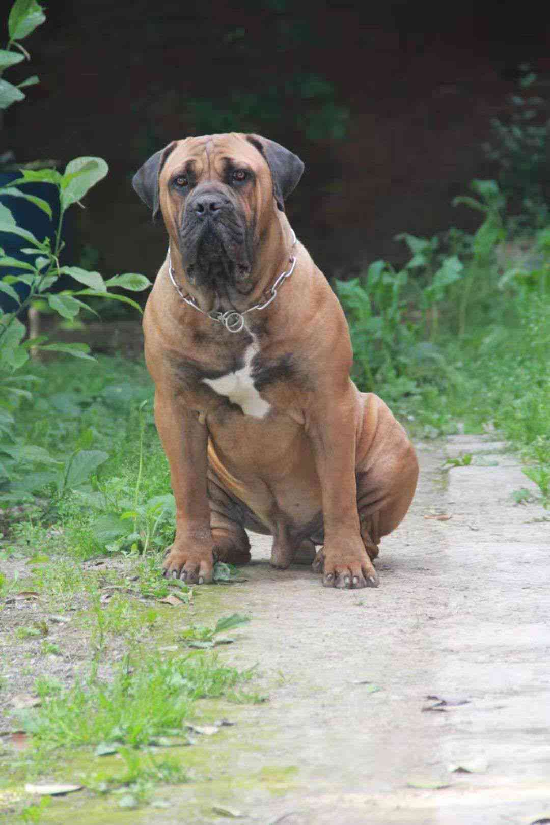 青年南非公带科目