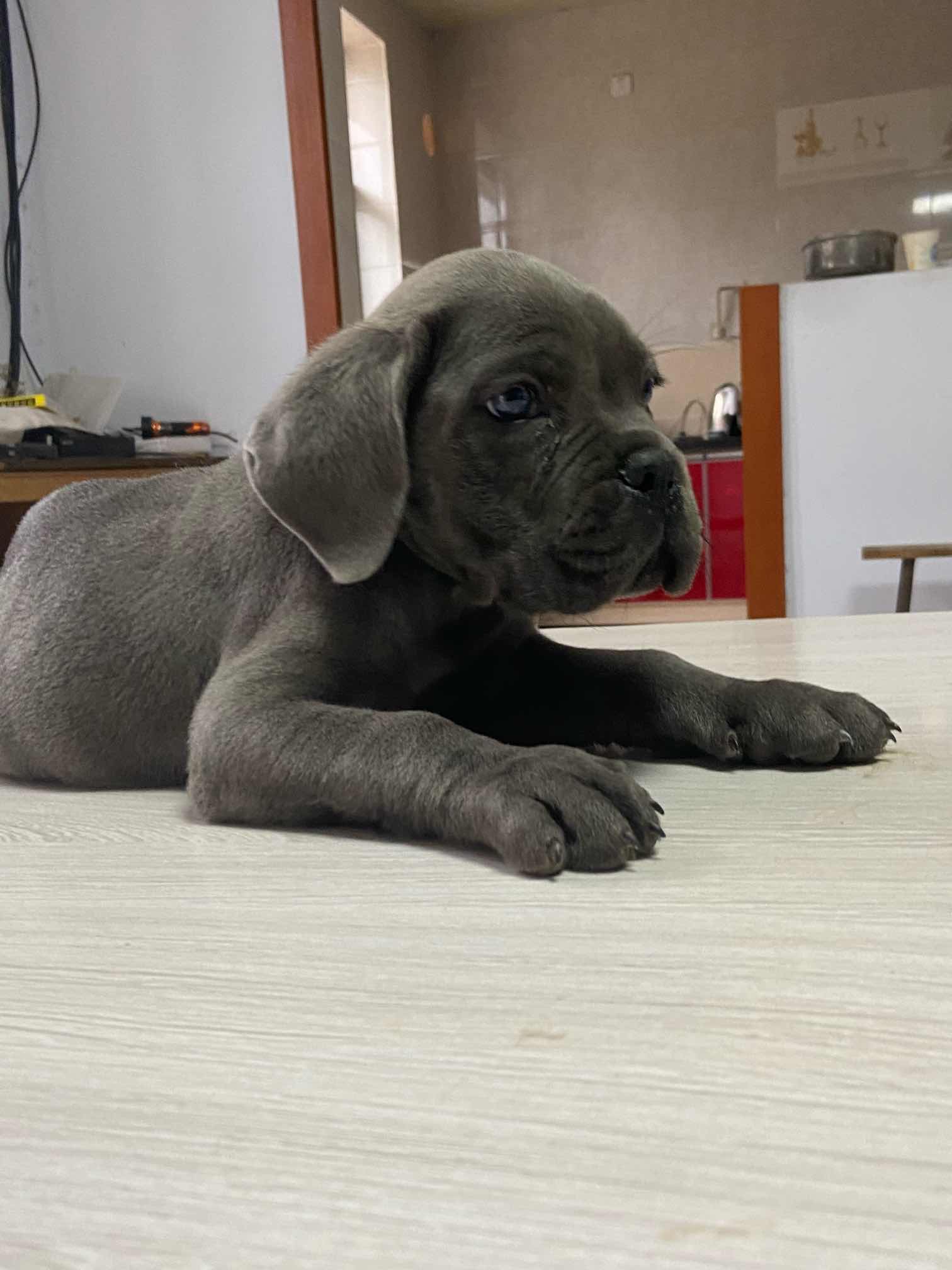 精品灰卡 2000 - 卡斯罗交易 - 猛犬俱乐部-中国具有影响力的猛犬网站