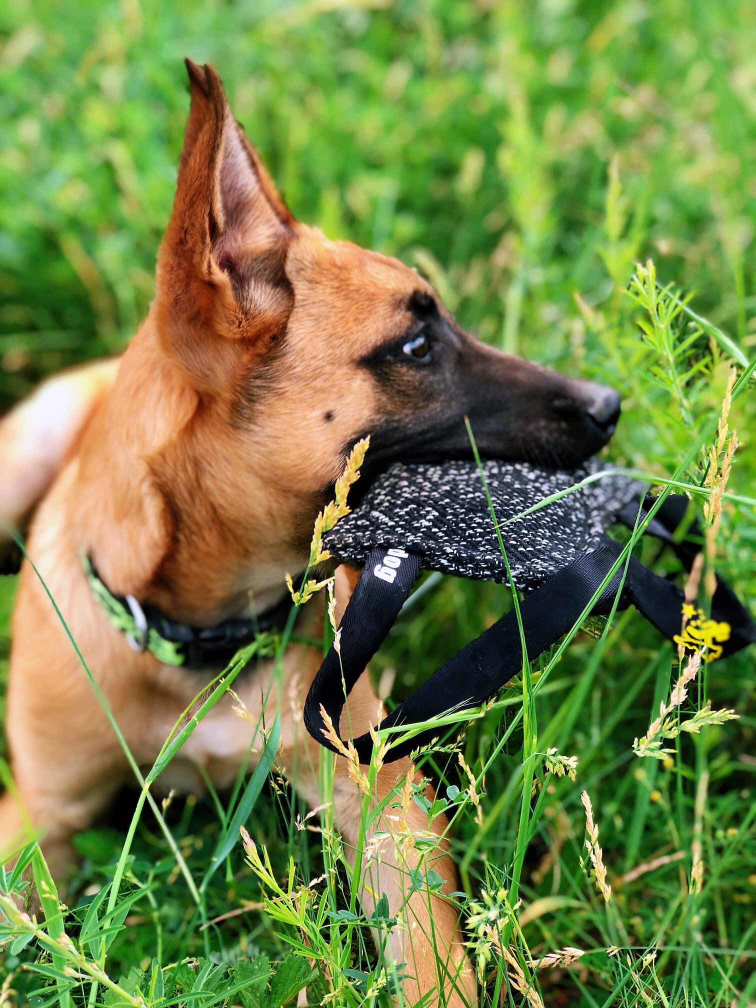 豹威孫代優質訓練苗子 - 馬犬交易 - 猛犬俱樂部-中國具有影響力的