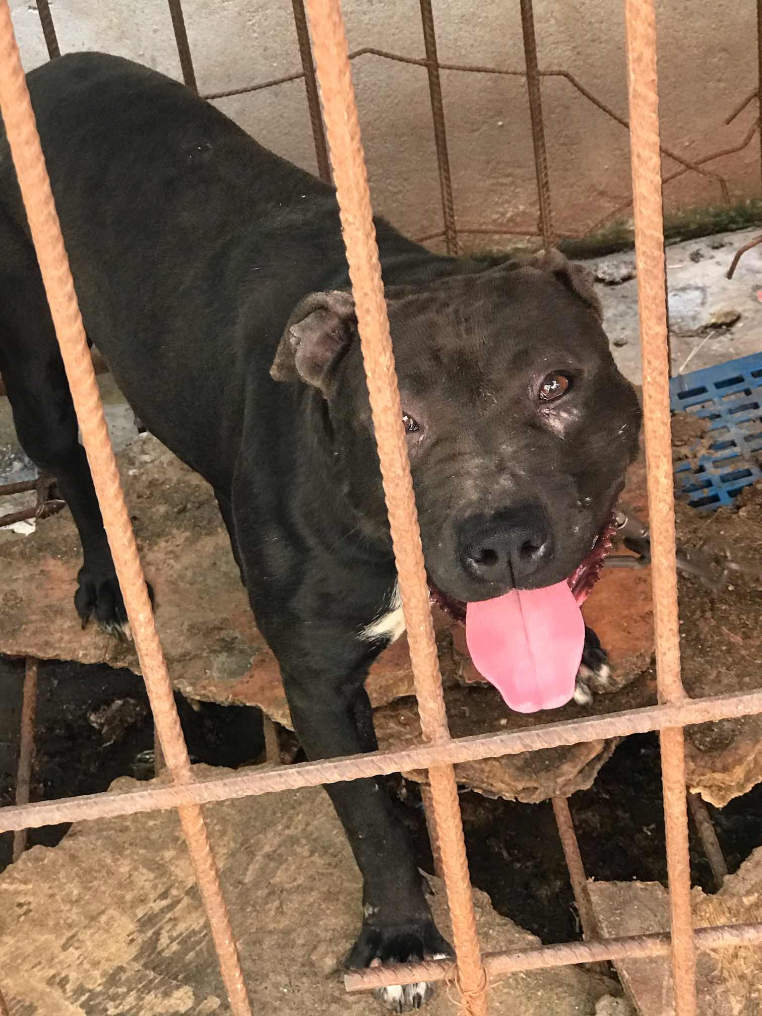 骨架在60到65左右的母狗 - 比特犬交易 - 猛犬俱乐部-中国具有影响力