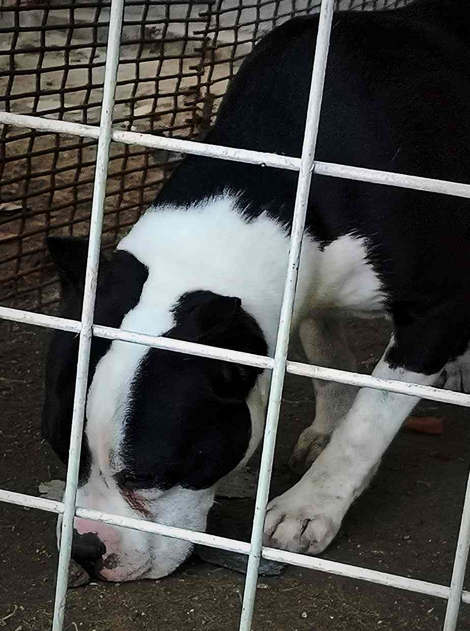 出售纯种美国斯塔福德郡梗犬.