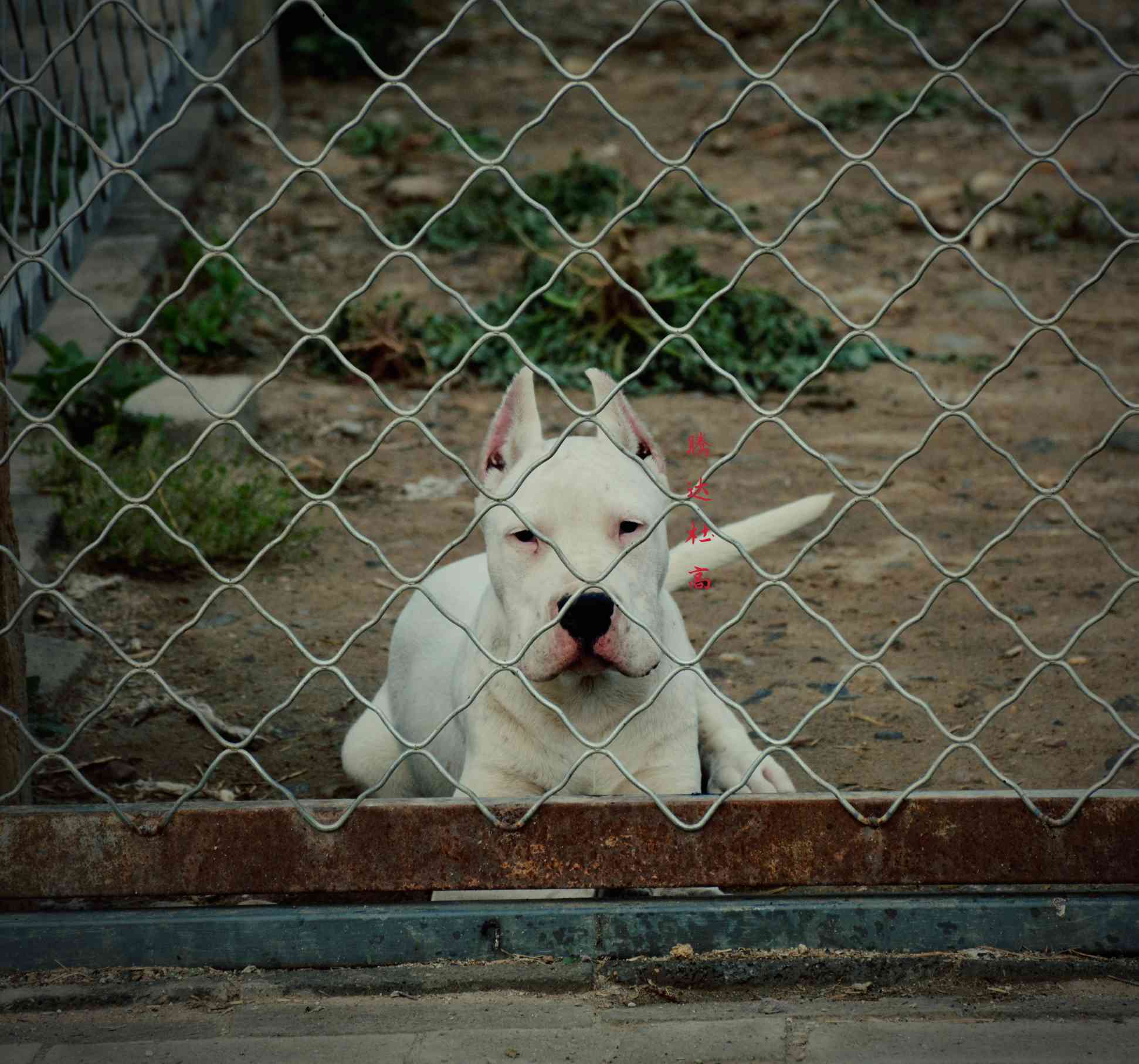 三个多月高品质小杜高 - 杜高犬 - 猛犬俱乐部-中国具有影响力的猛犬