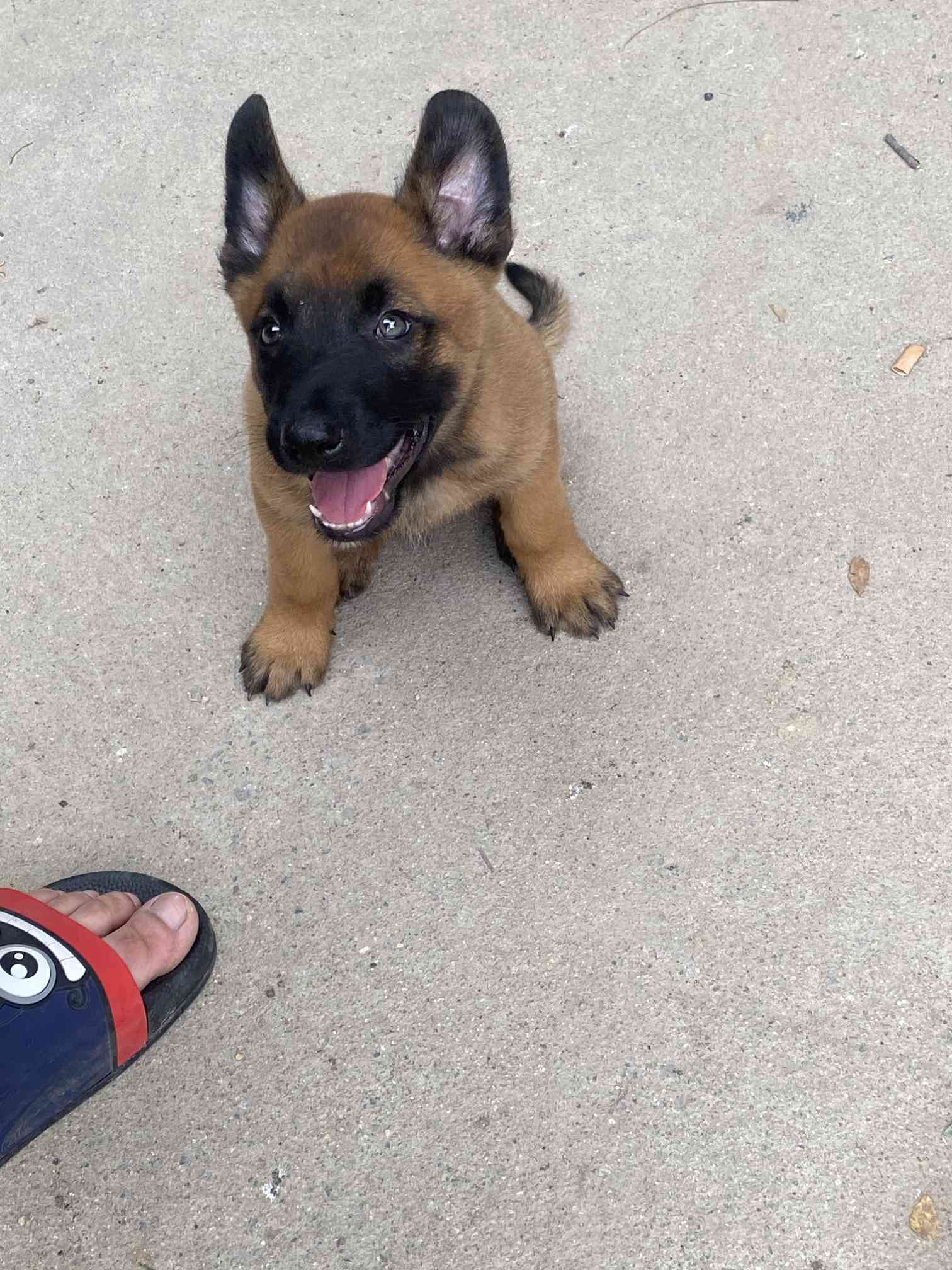 出一条小马犬公子,阿尔法血系!