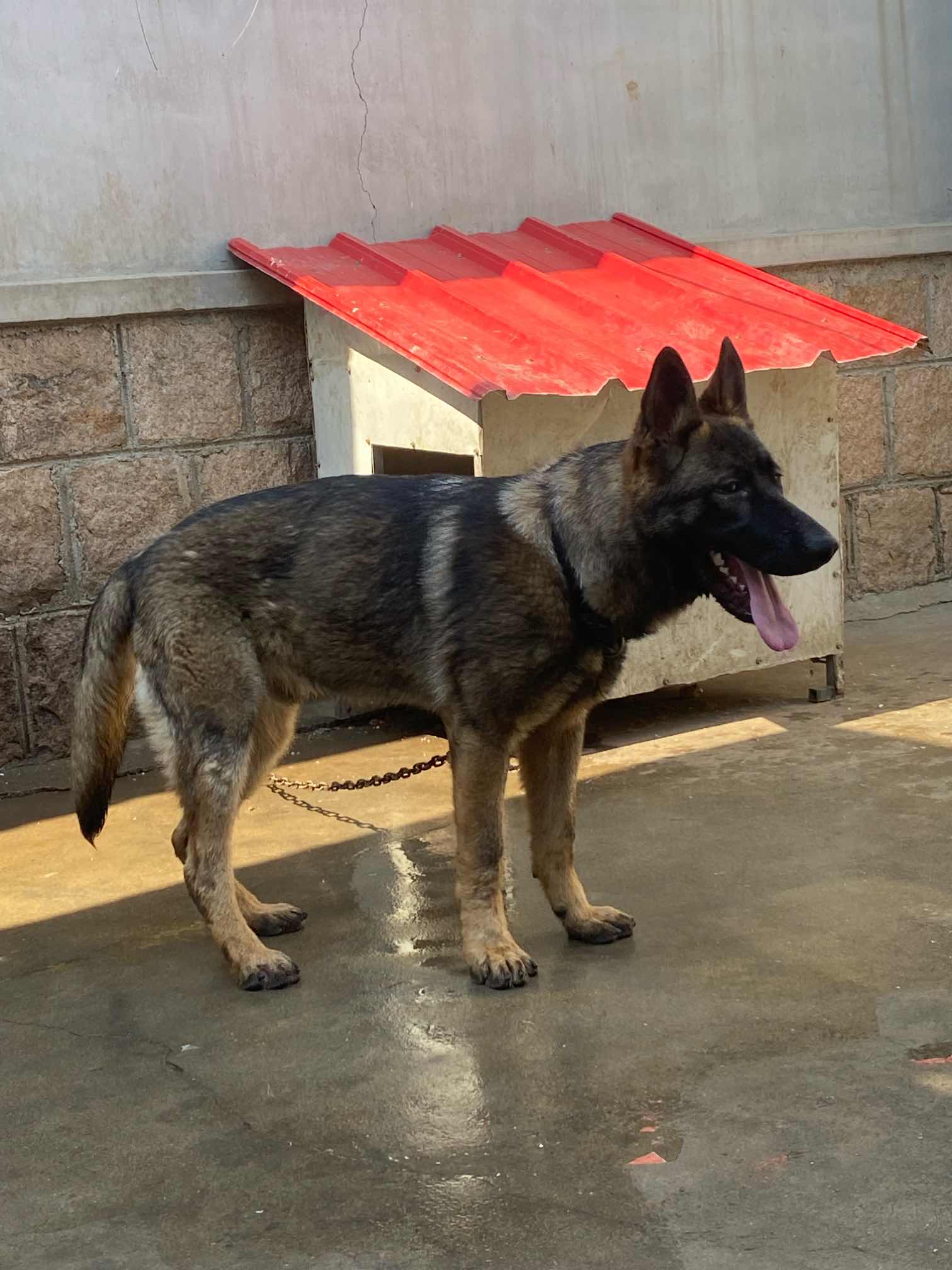 七个月东德 - 综合工作犬交易 - 猛犬俱乐部-中国具有影响力的猛犬