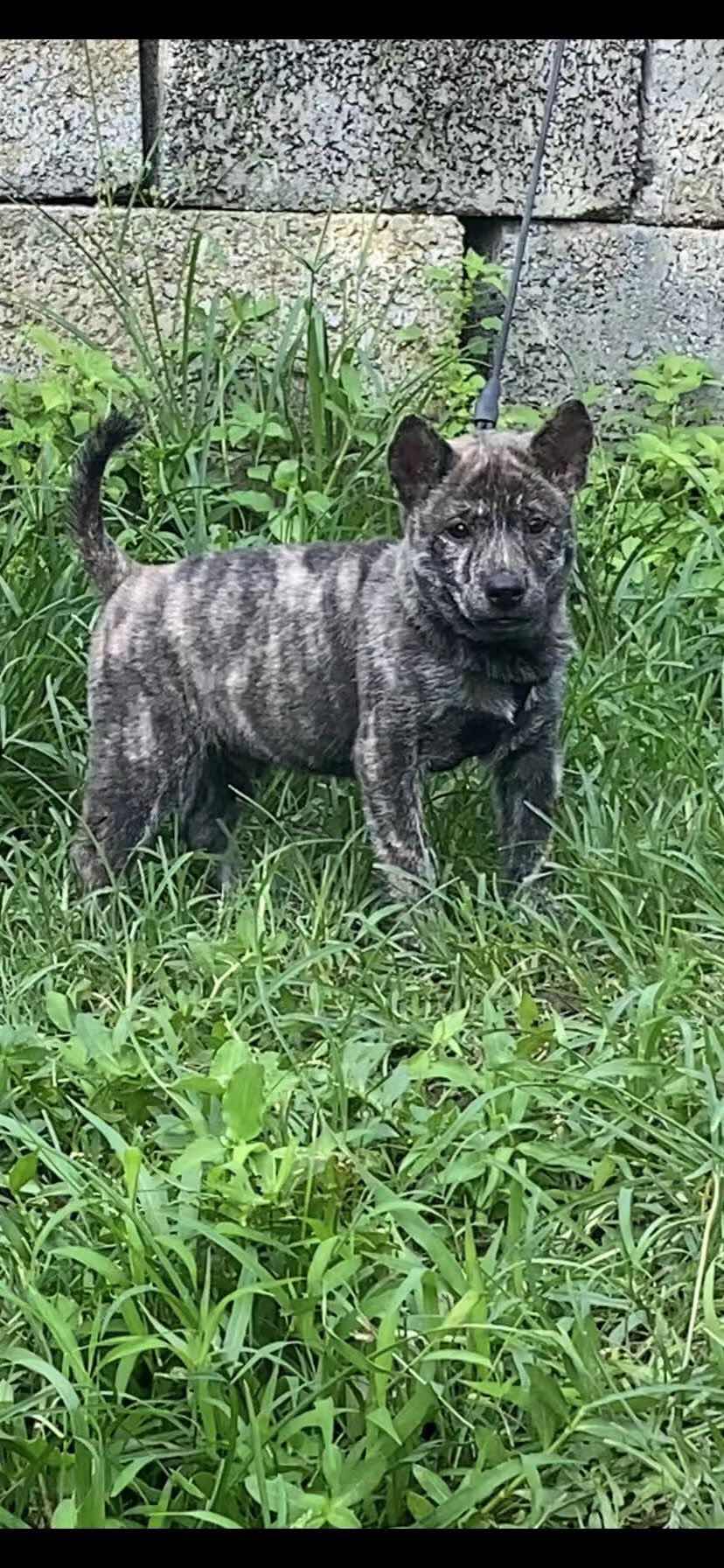 原始白虎斑土猎 综合猎犬交易 猛犬俱乐部 中国具有影响力的猛犬网站 Powered By Discuz