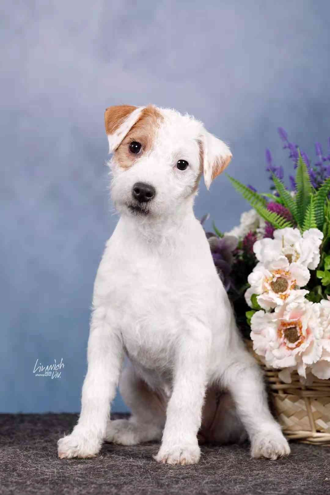 【其他梗类犬】牧师罗素梗(进口母)