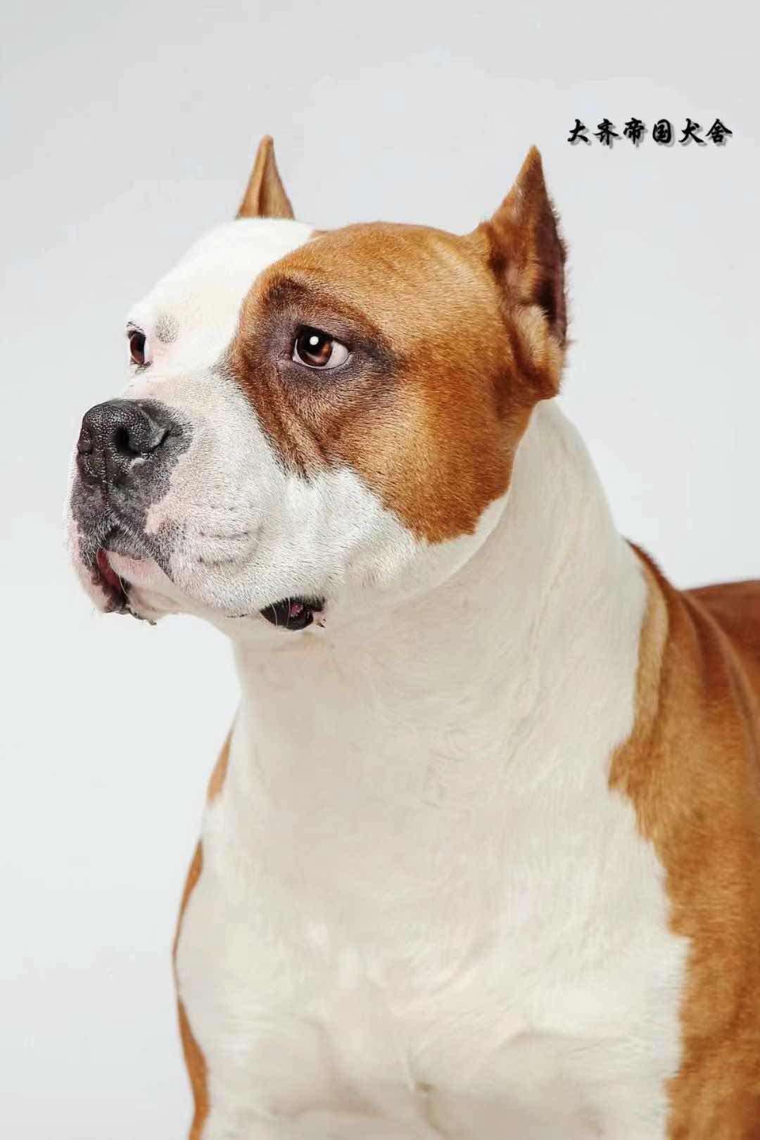 布鲁斯*妞妞的宝宝们,三公三母