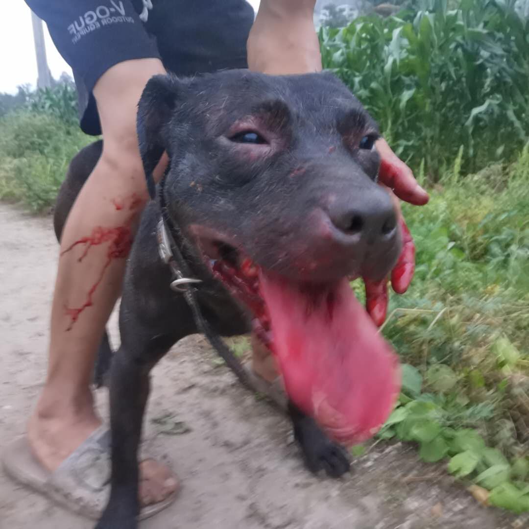 正宗鳄鱼血统的比特犬图片