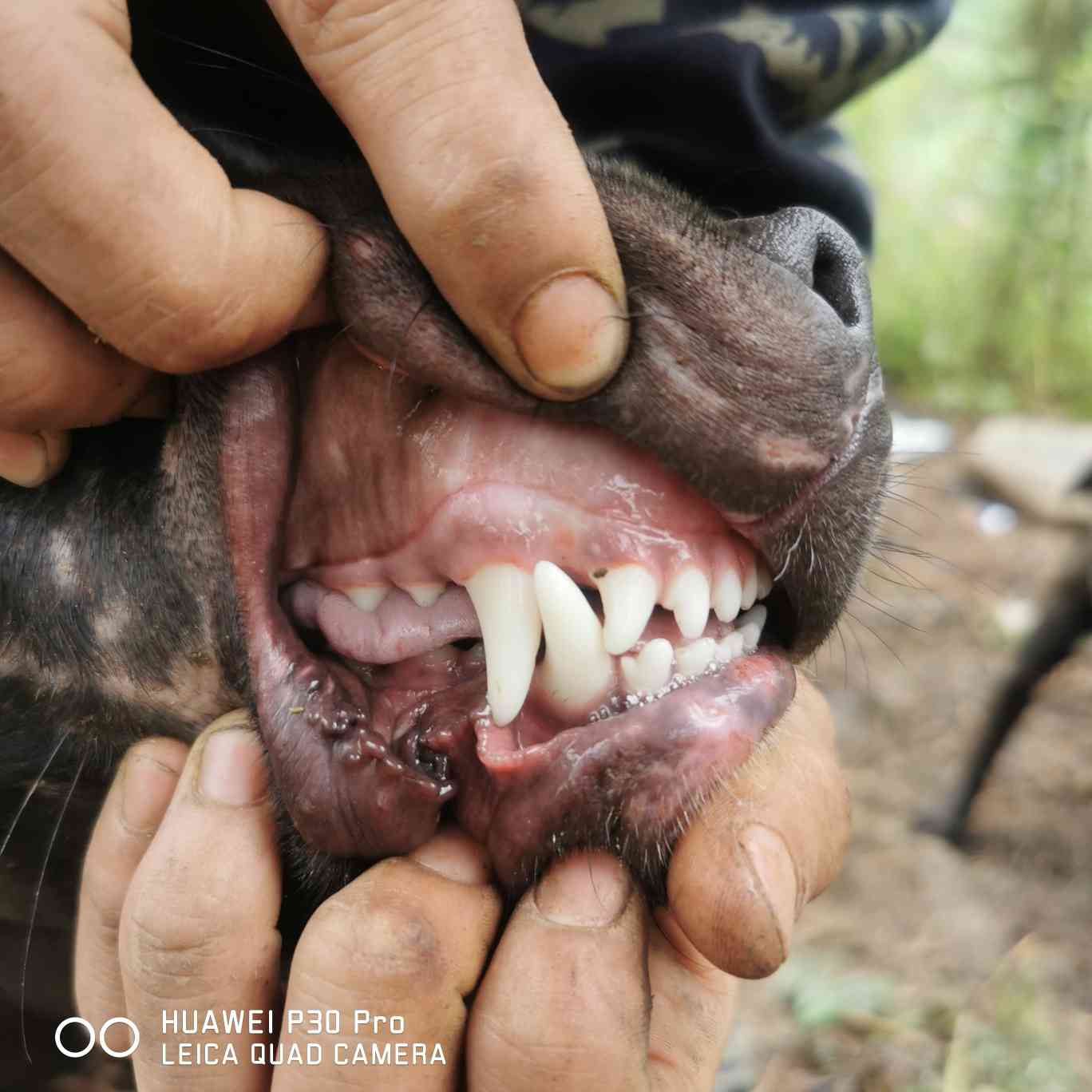 正宗鳄鱼血统的比特犬图片