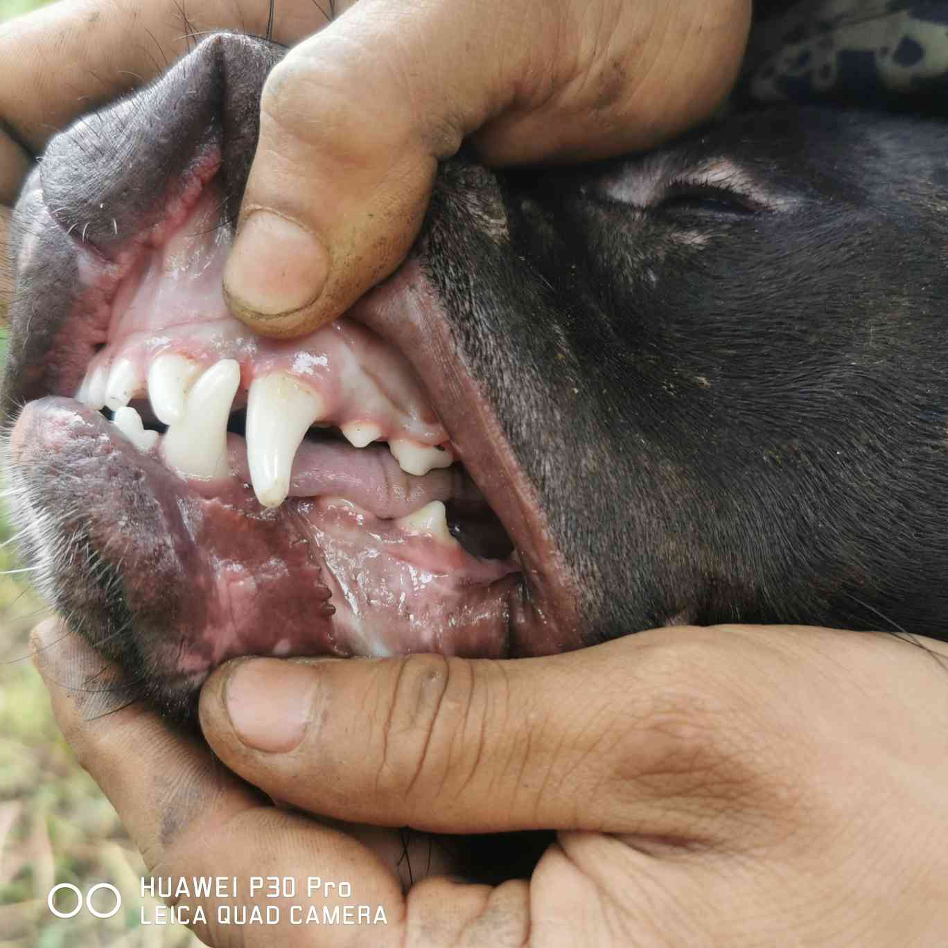 正宗鳄鱼血统的比特犬图片