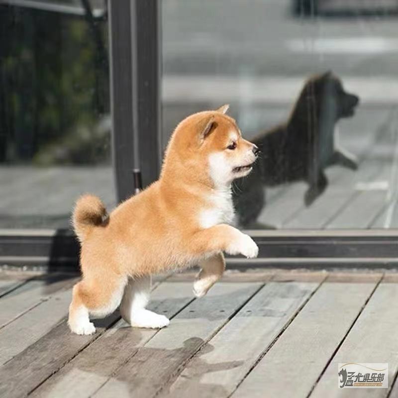 求购纯正豆柴犬