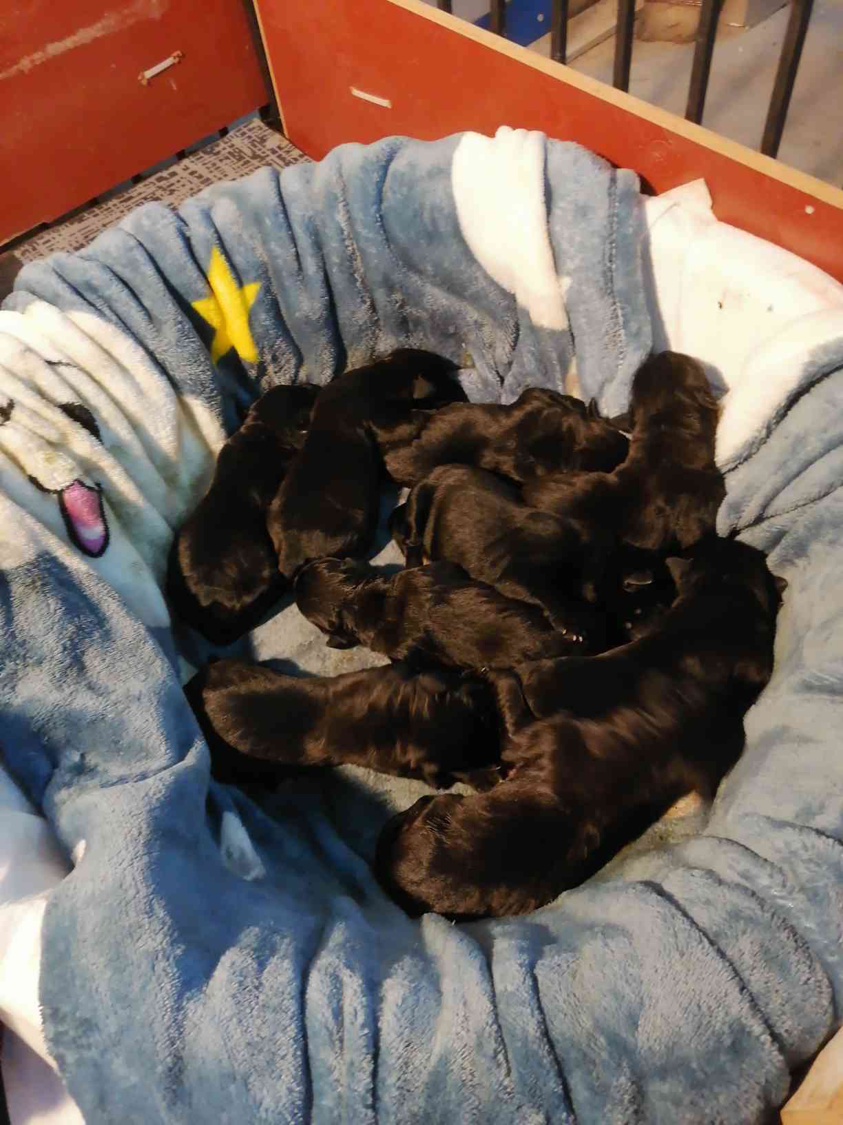 意大利卡斯罗幼犬出售