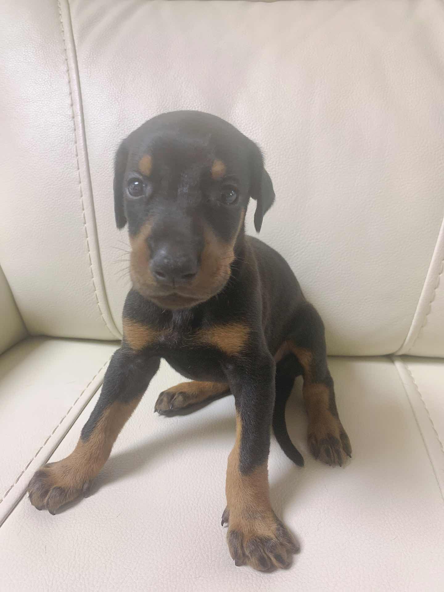 家养精品小杜宾一窝待售待定