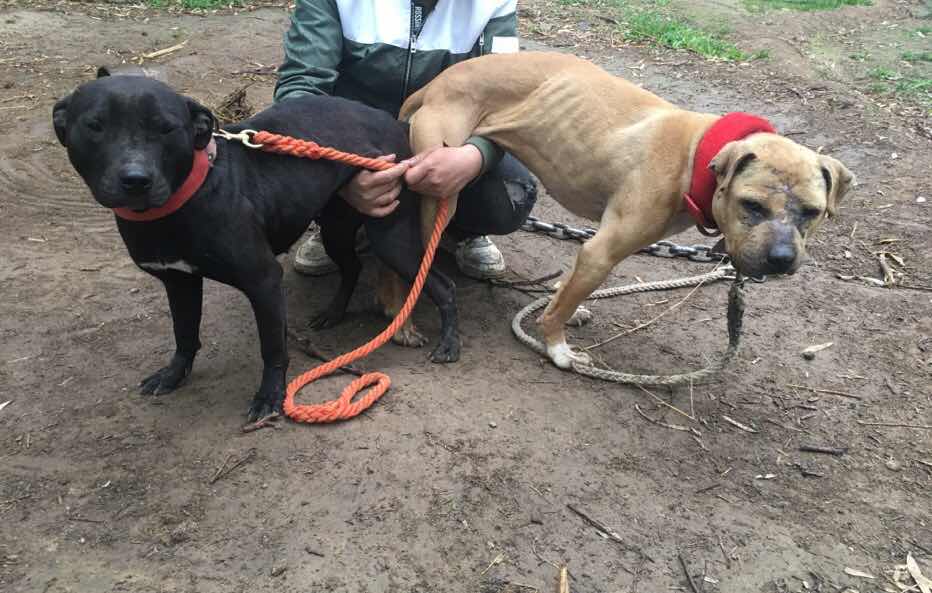 珍珠配鳄鱼小体比特,喜欢的朋友,欢迎咨询 - 比特犬交易 - 猛犬俱乐部