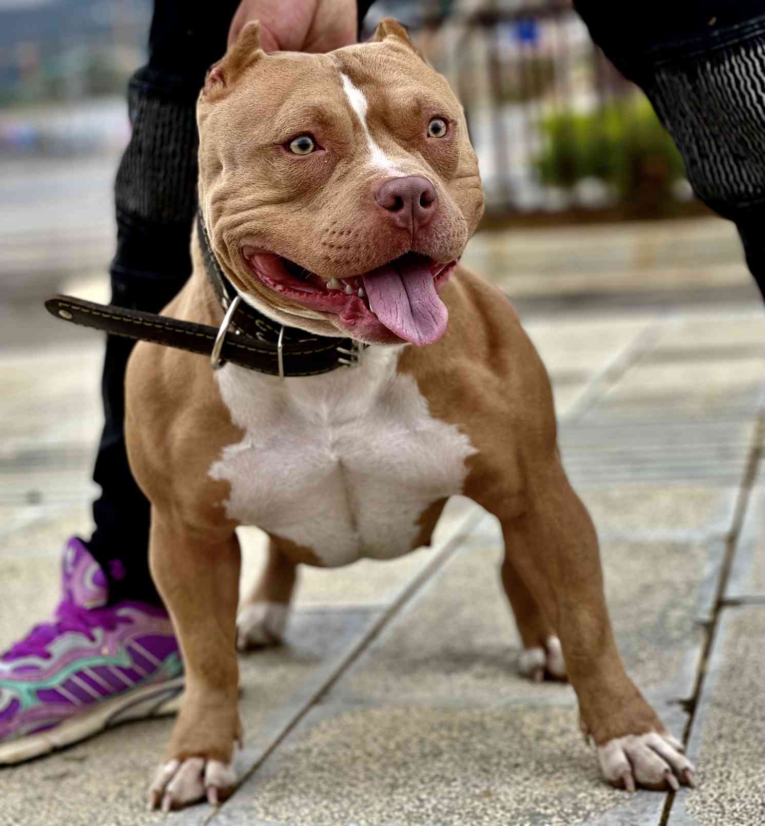 配种- 恶霸犬 - 猛犬俱乐部-中国具有影响力的猛犬网站 - powered by