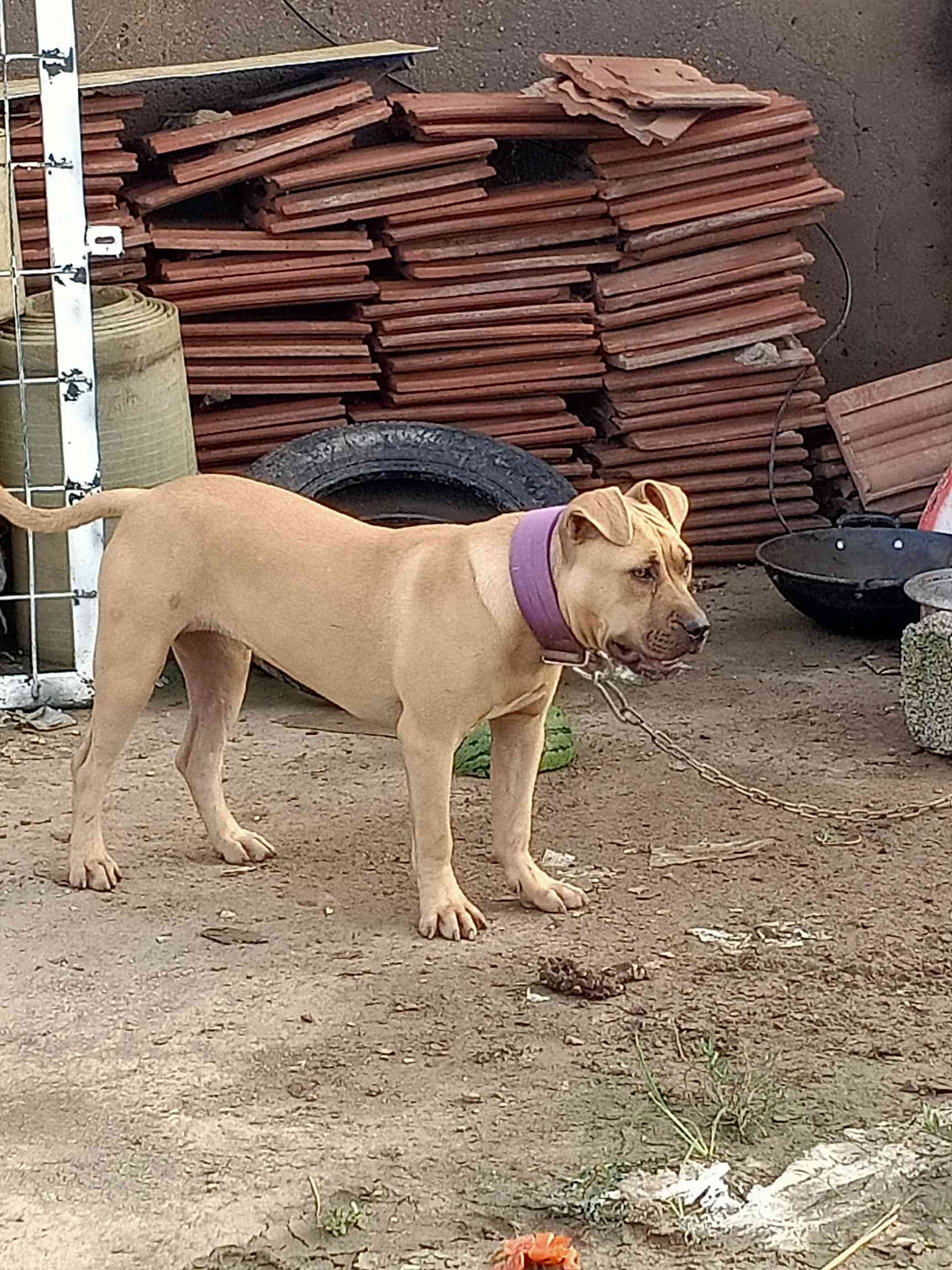 沙特儿配大炮女儿出