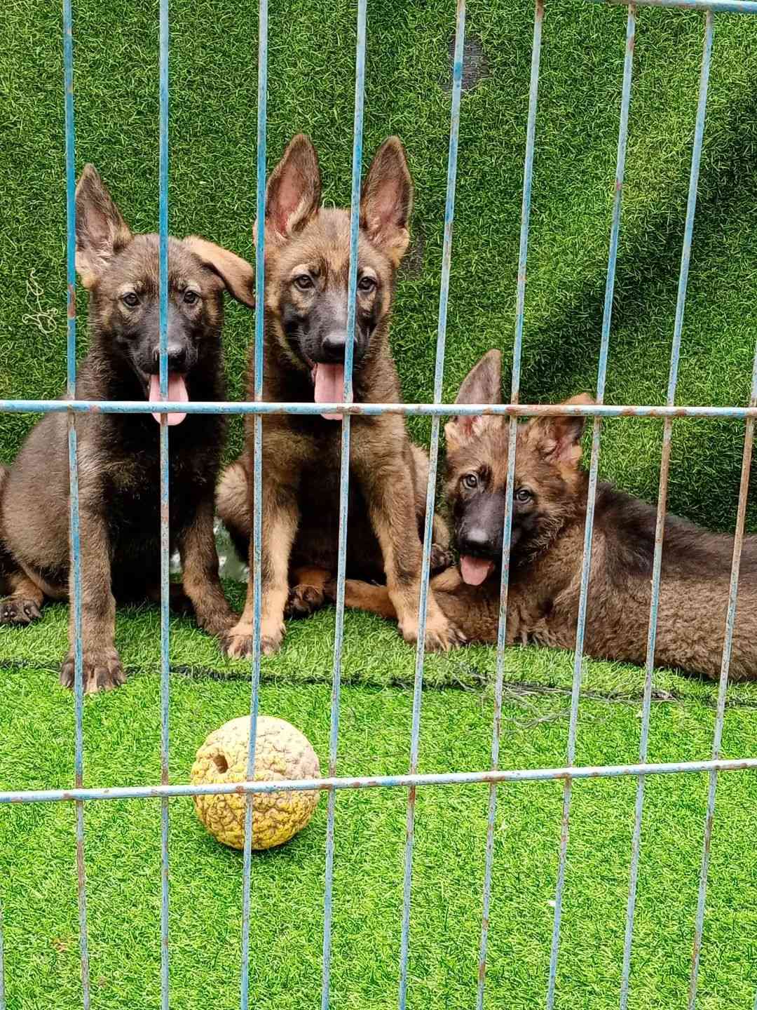 精品小東德 - 馬犬交易 - 猛犬俱樂部-中國具有影響力的猛犬網站