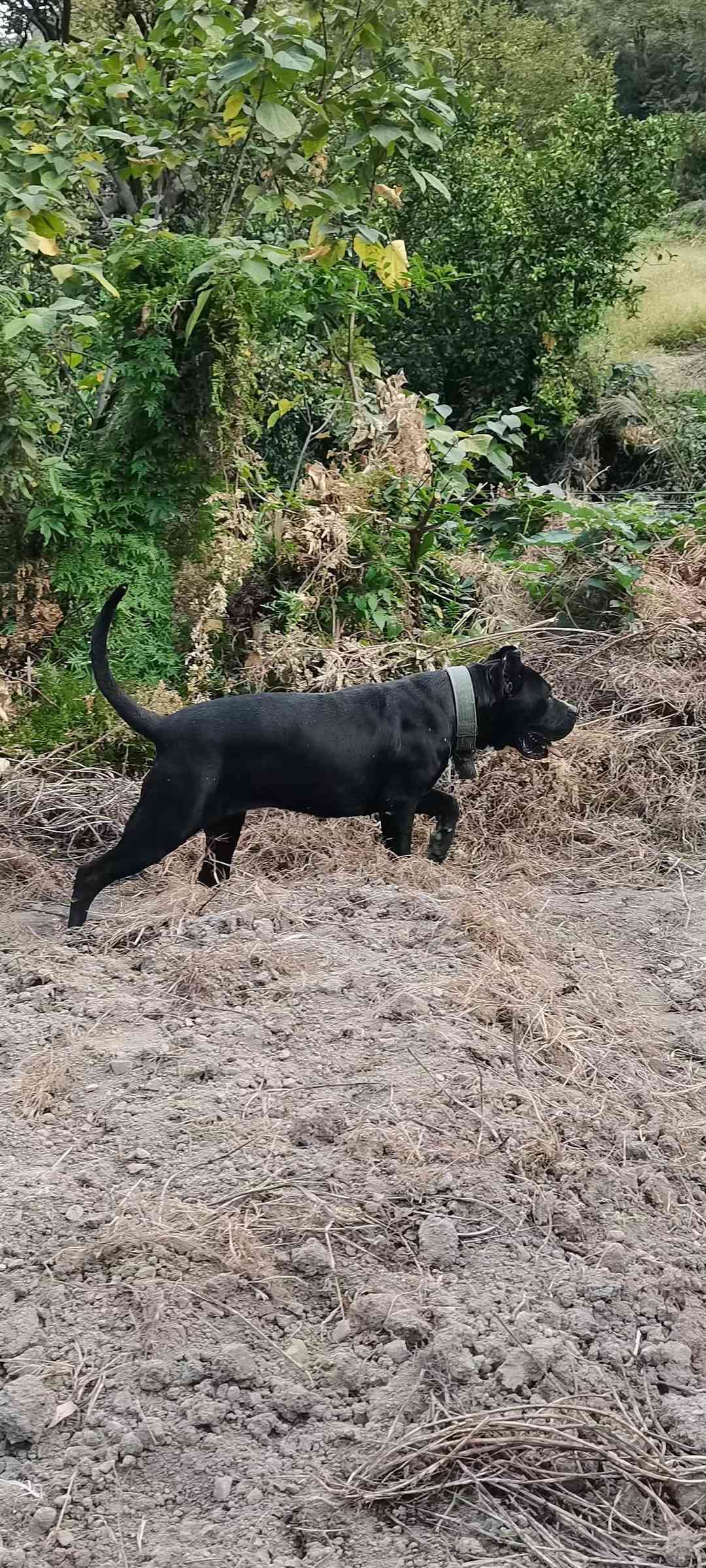 普雷萨加纳利种母 - 加纳利交易 - 猛犬俱乐部-中国具有影响力的猛犬