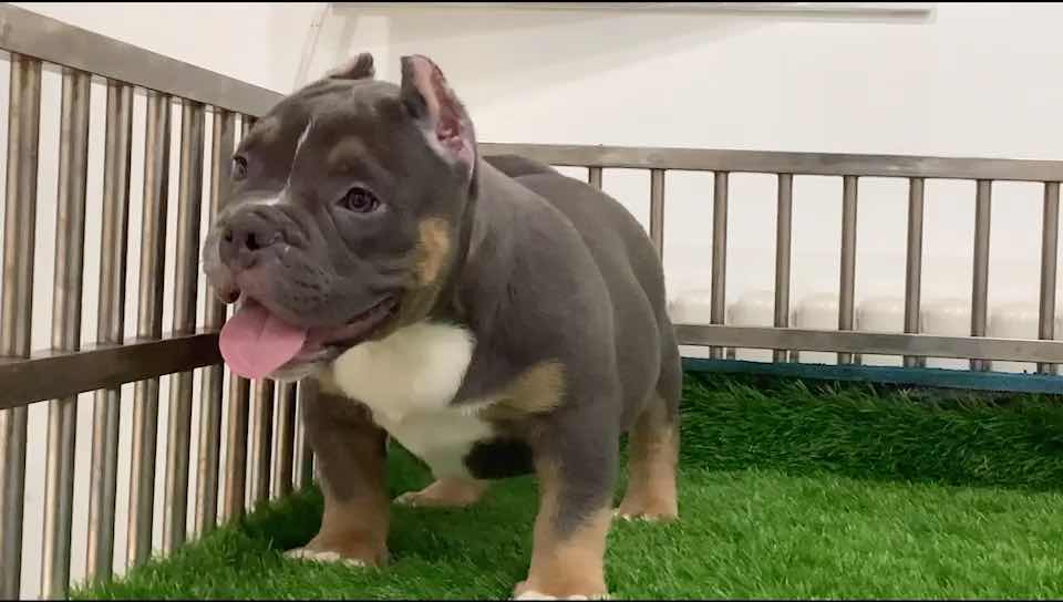 大骨量蓝三色美国恶霸犬找新家