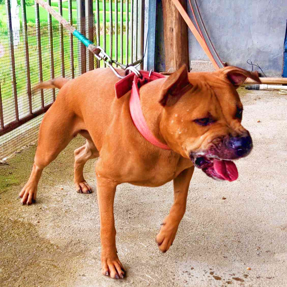 讨论讨论基多的狗有什么特点