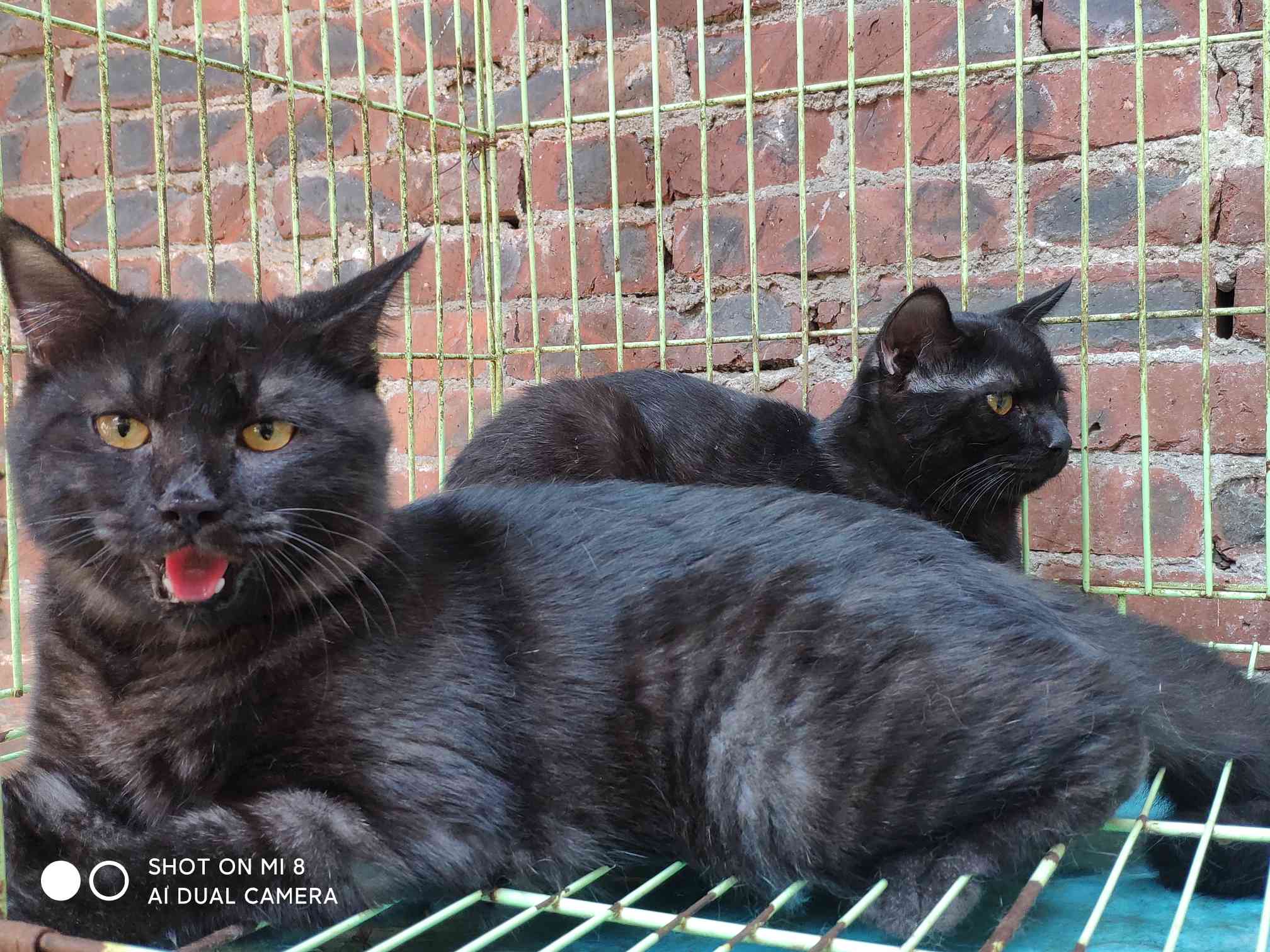 黑色美国短毛猫