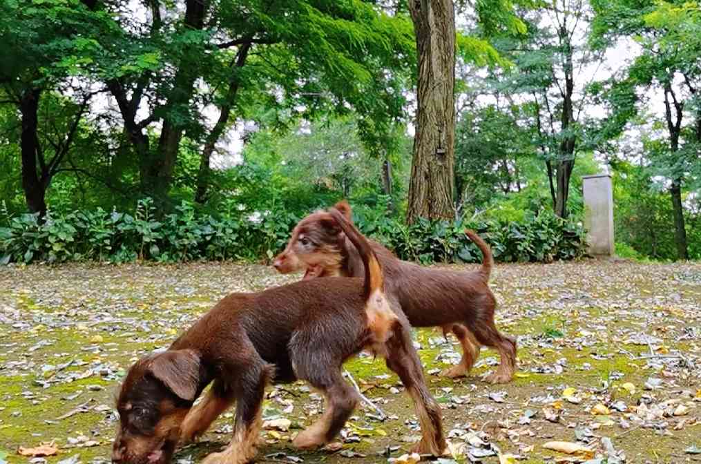 常年出售双血统德国猎梗