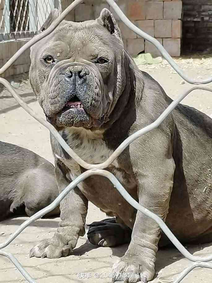 恶霸新母 - 恶霸犬交易 - 猛犬俱乐部-中国具有影响力的猛犬网站