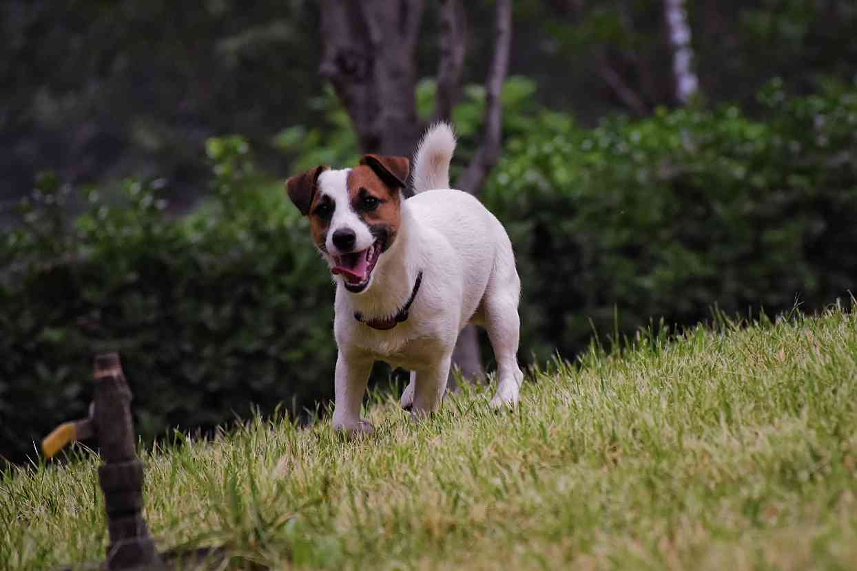 自家繁殖纯种杰克罗素母犬,花色,结构,beautiful,8个月平毛