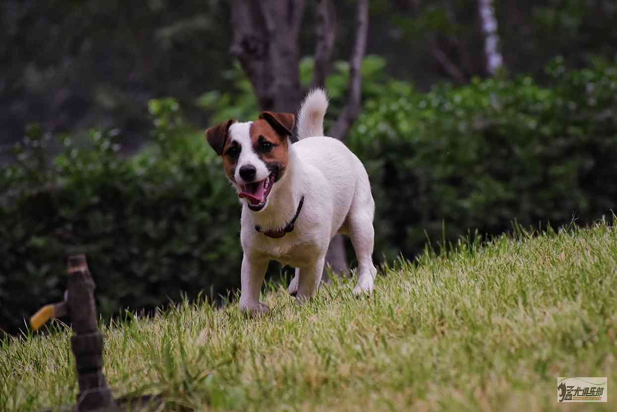 自家繁殖纯种杰克罗素母犬,花色,结构,beautiful,8个月平毛