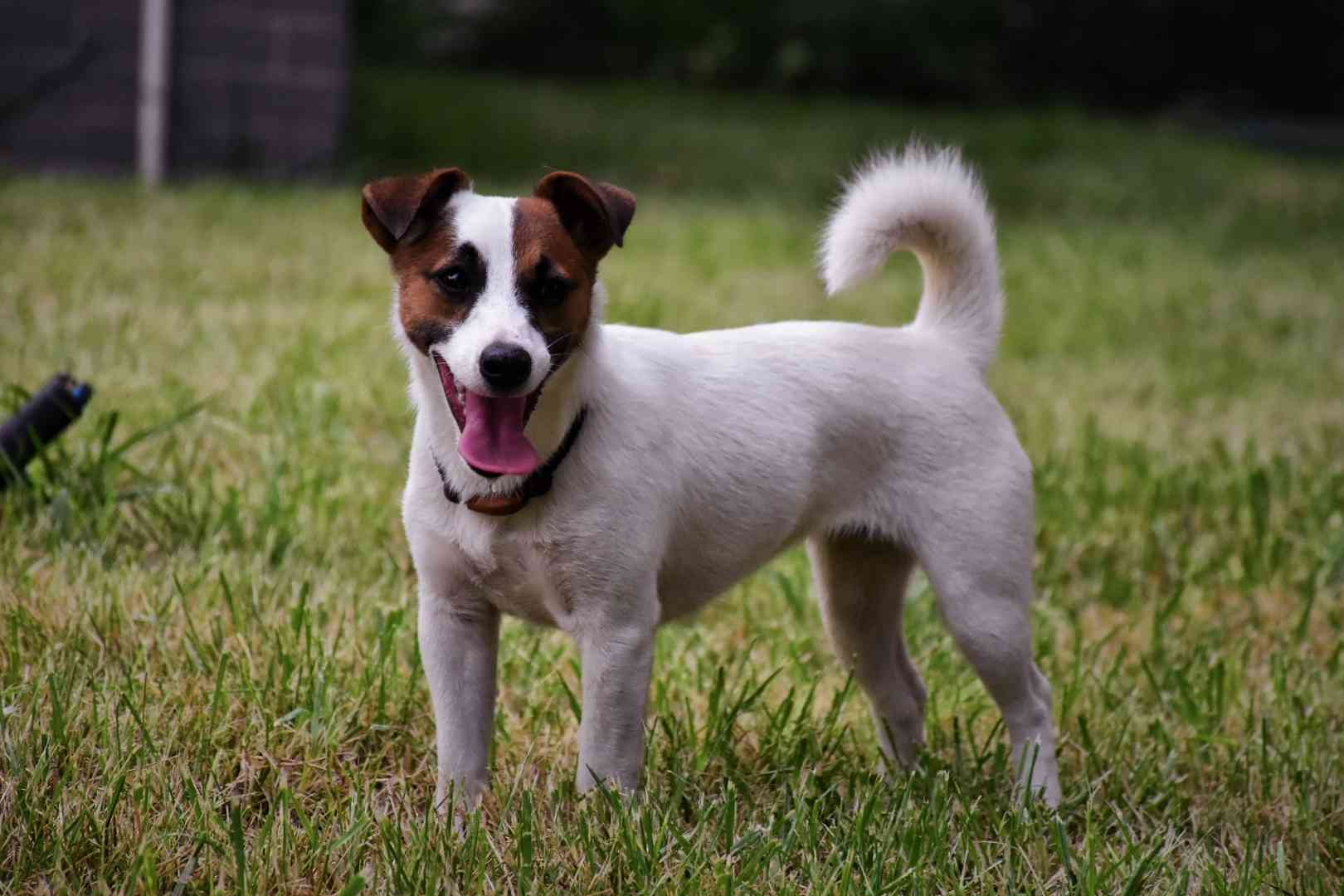 自家繁殖纯种杰克罗素母犬,花色,结构,beautiful,8个月平毛