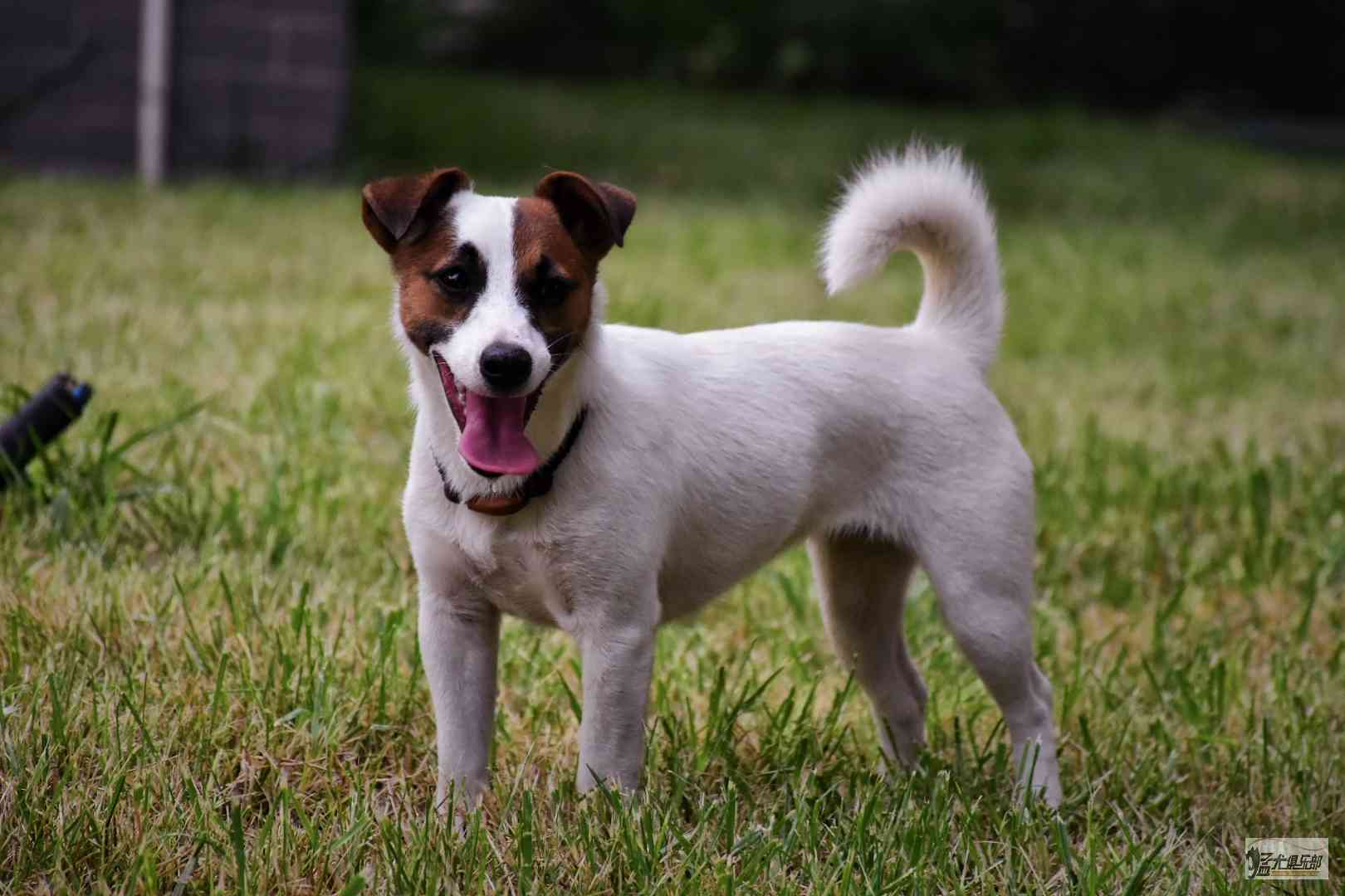 自家繁殖纯种杰克罗素母犬,花色,结构,beautiful,8个月平毛