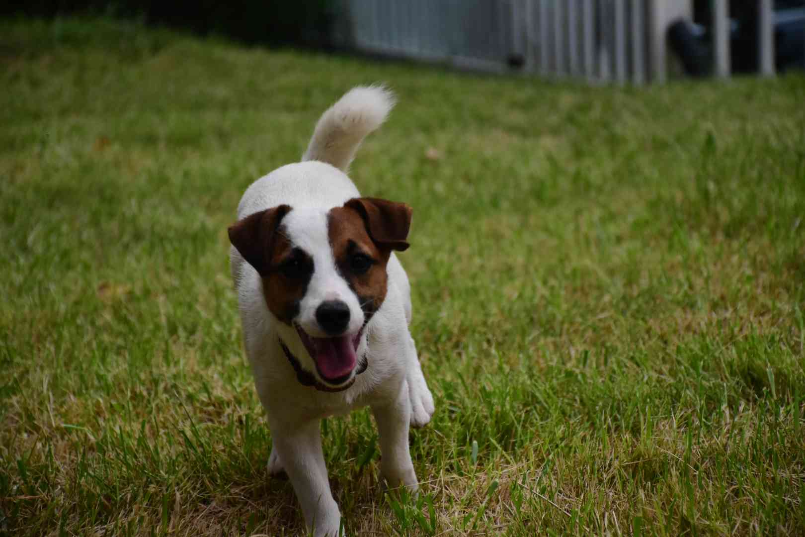 自家繁殖纯种杰克罗素母犬,花色,结构,beautiful,8个月平毛