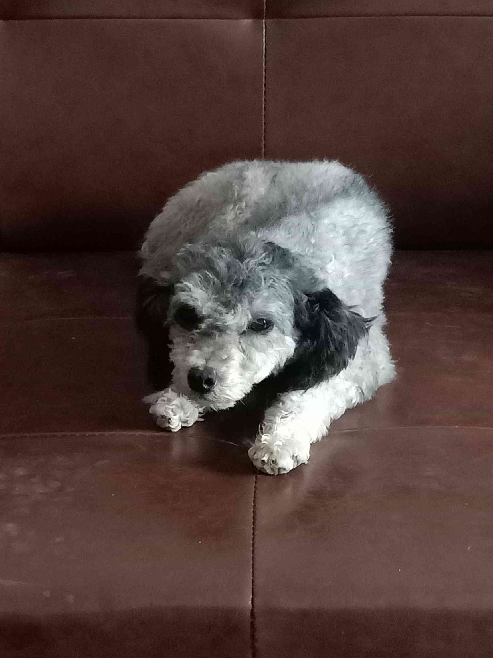 小体灰色泰迪,母犬,刚一岁,没我配过.