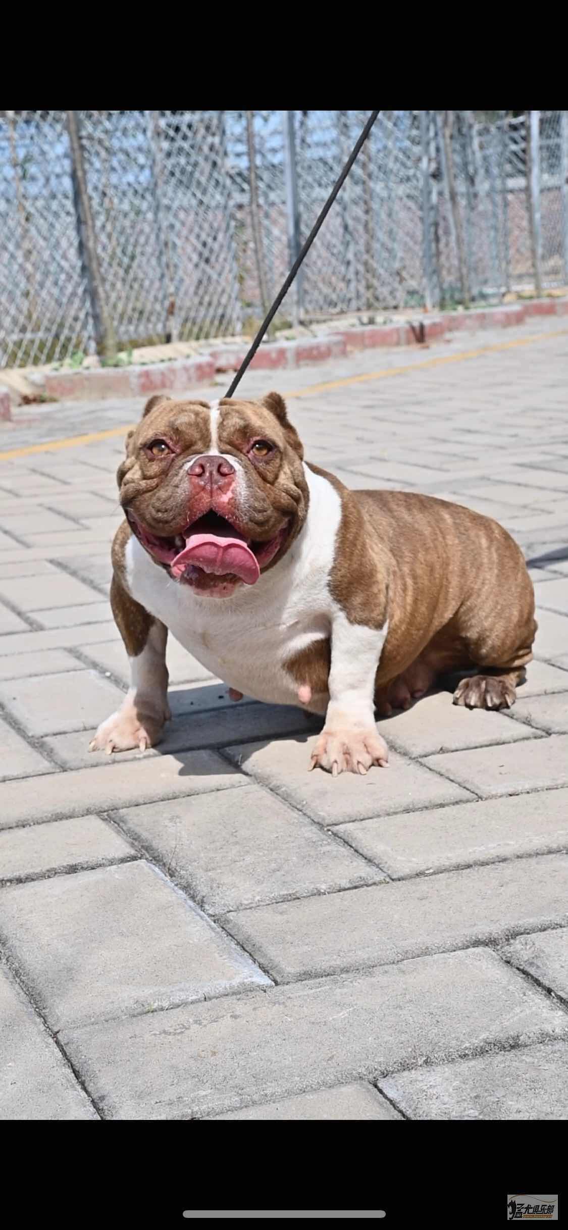 巧克力虎纹,出狗很好,可以配好出售