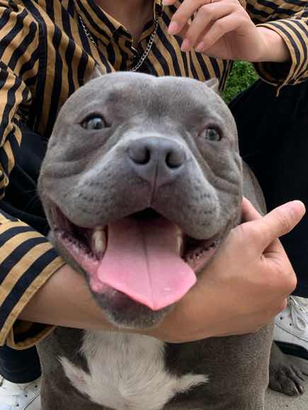 伯爵血恶霸出售性价比超高