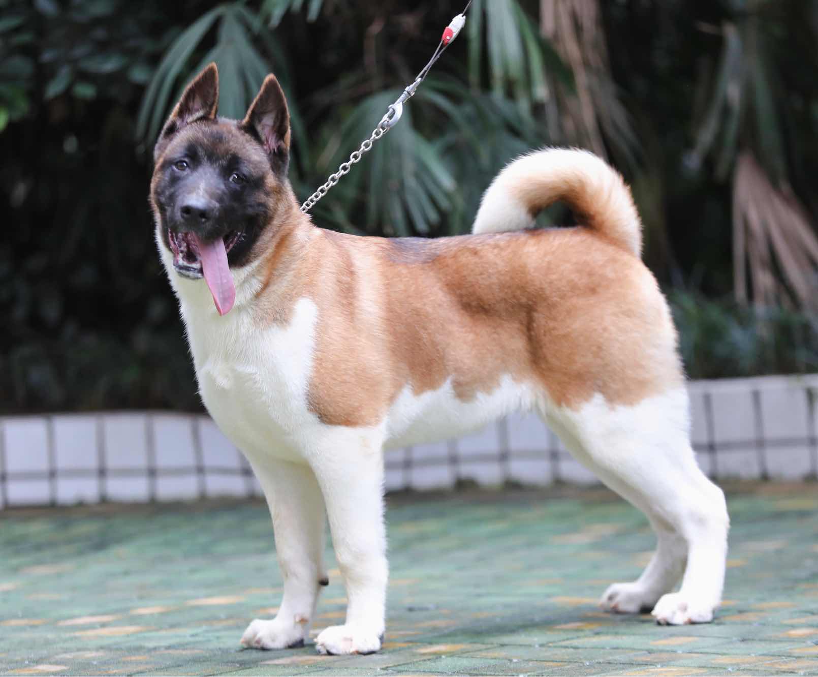 美系秋田犬-男孩