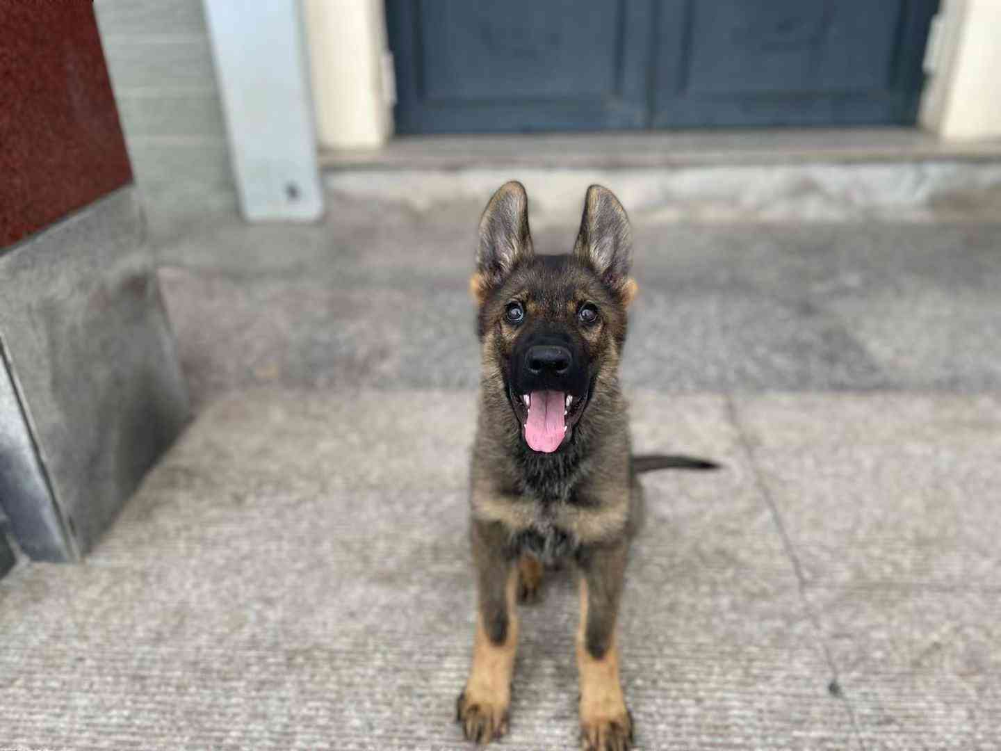 东德牧羊犬幼崽图片图片