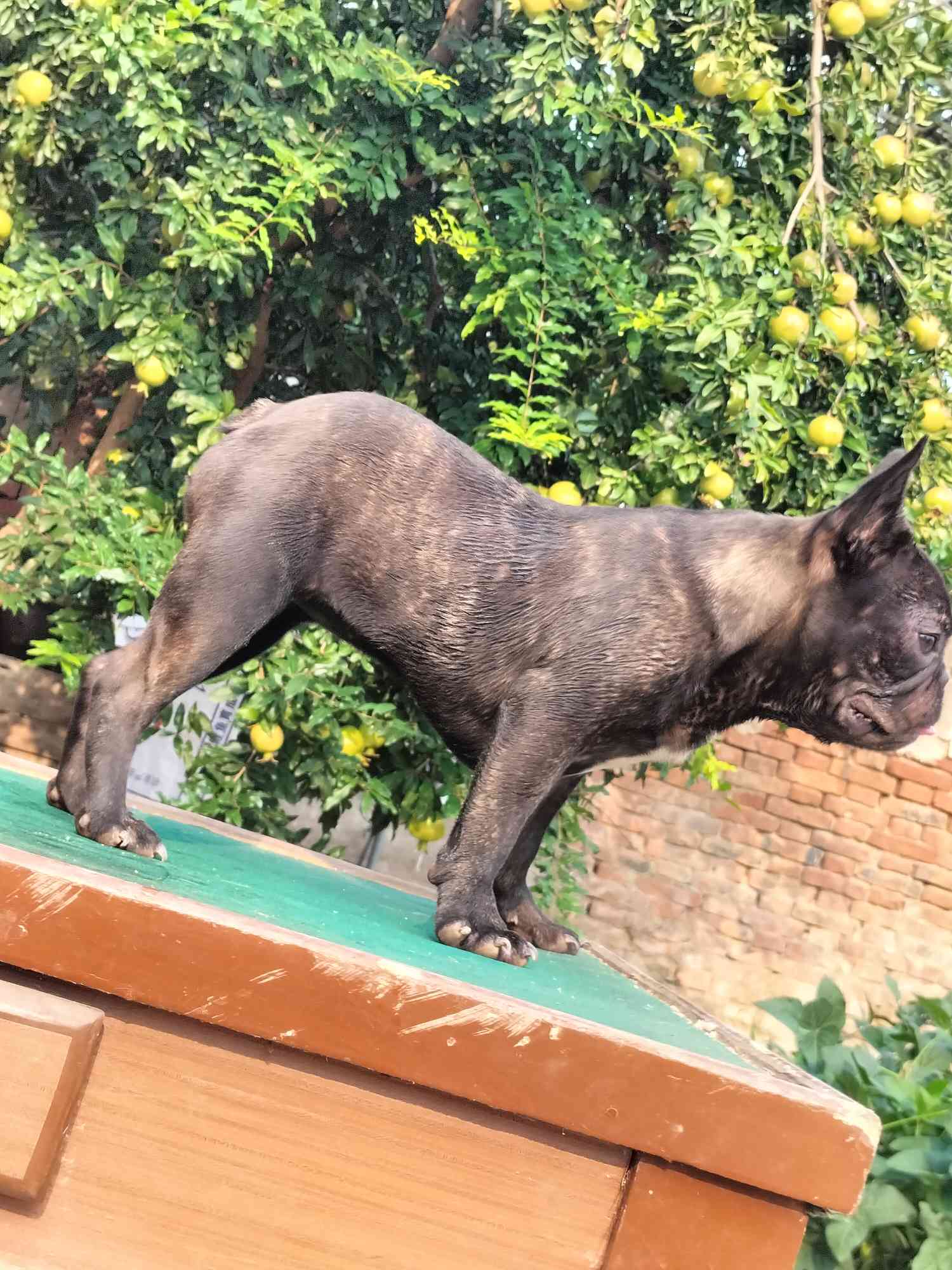 8个月零20天的小姑娘 - 法牛|英牛 - 猛犬俱乐部-中国具有影响力的