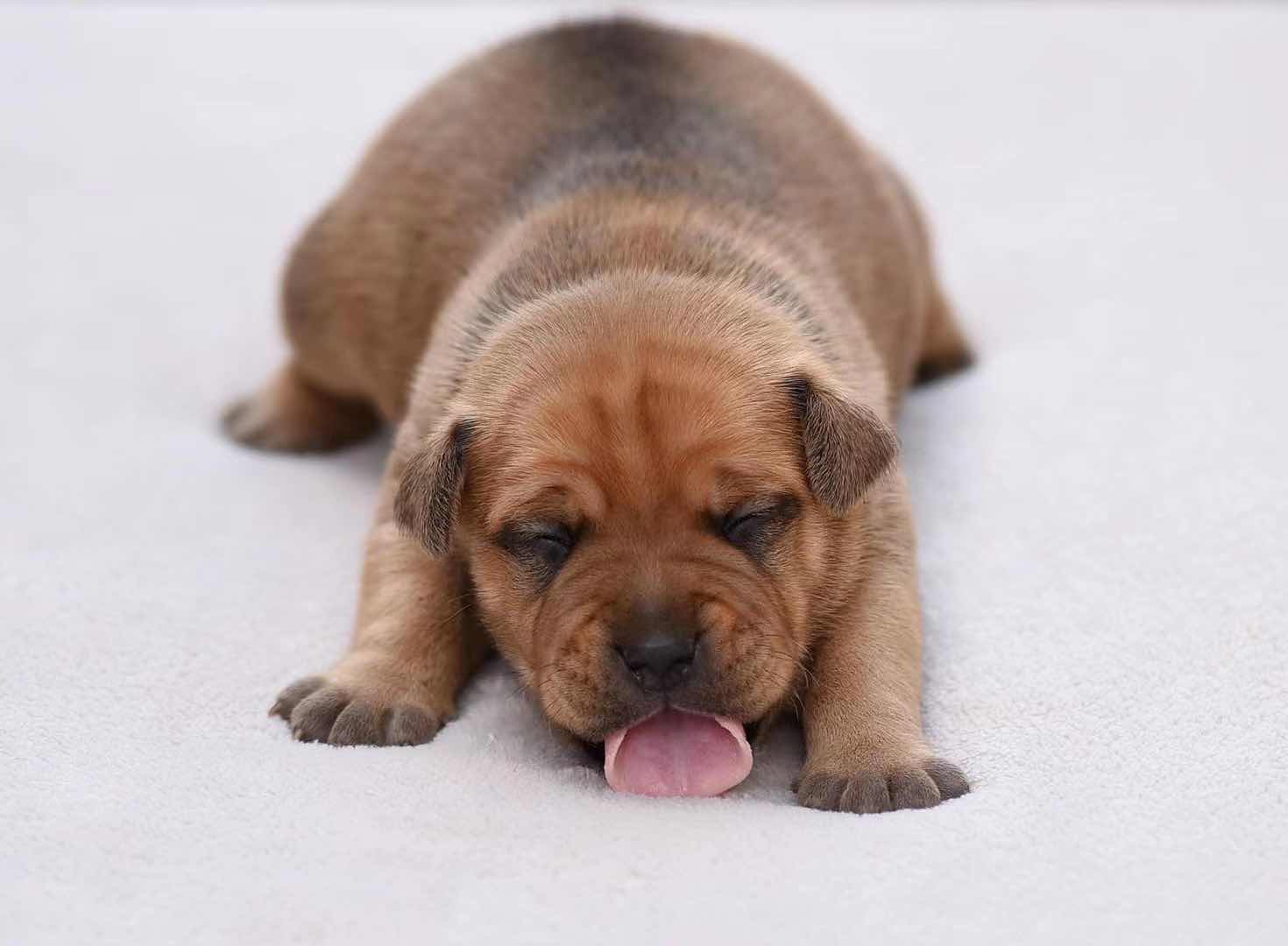 欧洲伙伴犬舍12天大的曼联红魔~~英系stf男孩