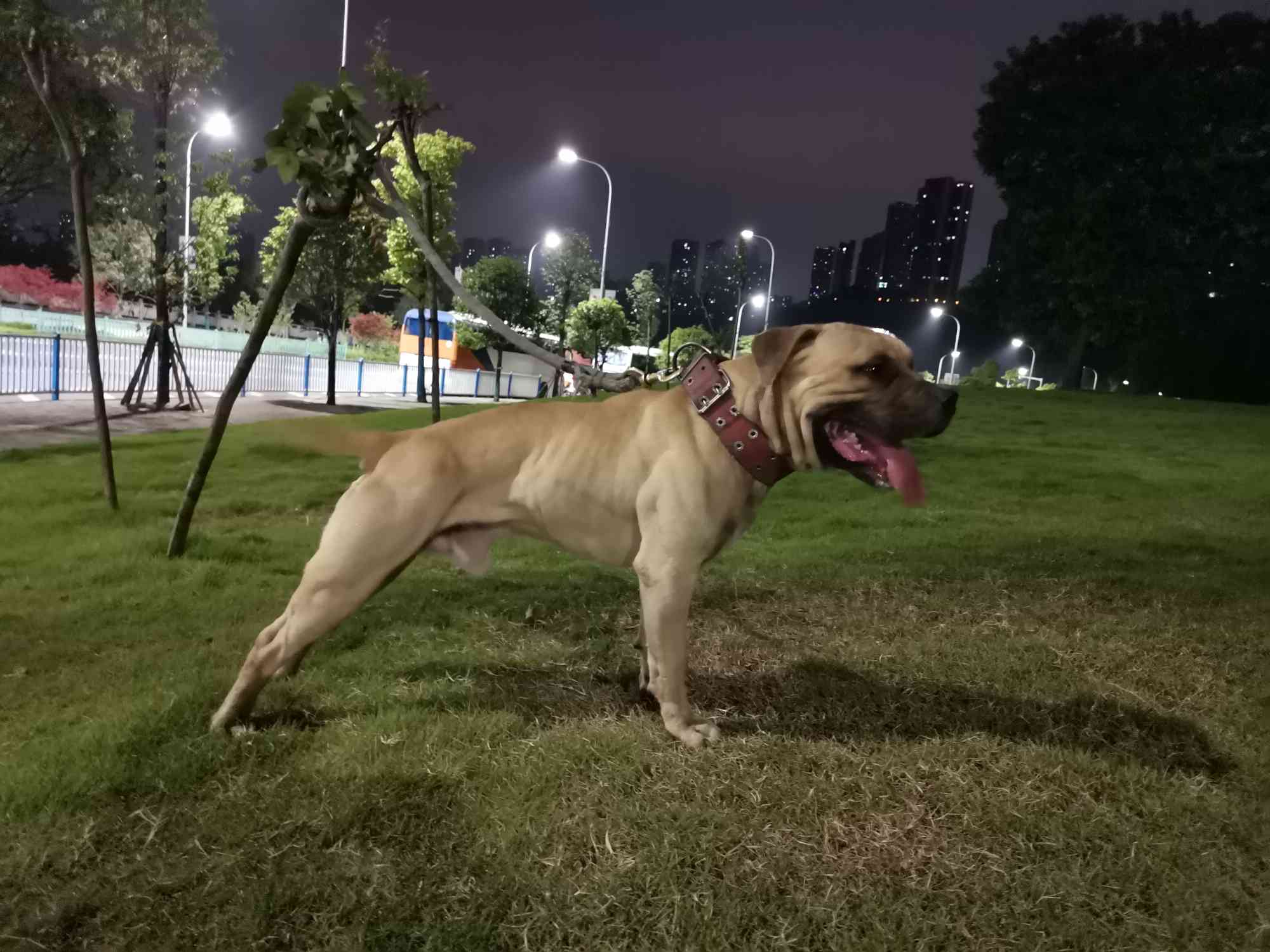 魔力孙～魔头 比特犬 猛犬俱乐部-中国具有影响力的猛犬网站