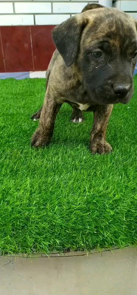 加纳利幼犬出售