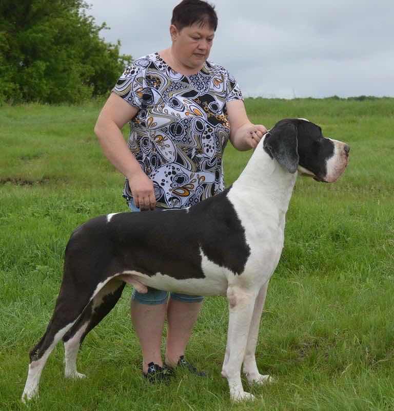 欧货!快5个月大的黑白花的大丹男孩最后一张父亲喜欢的喊我[ok]