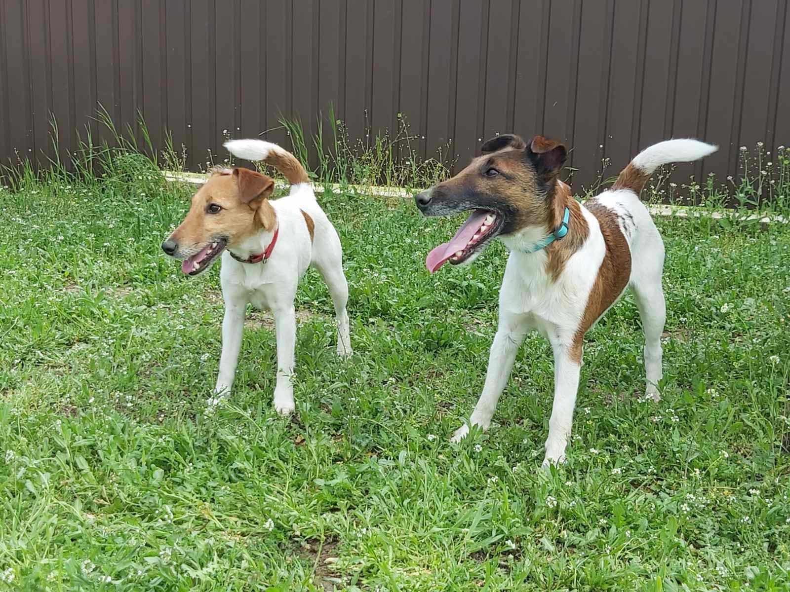 出售俄罗斯伙伴犬舍平毛猎狐梗小狗!