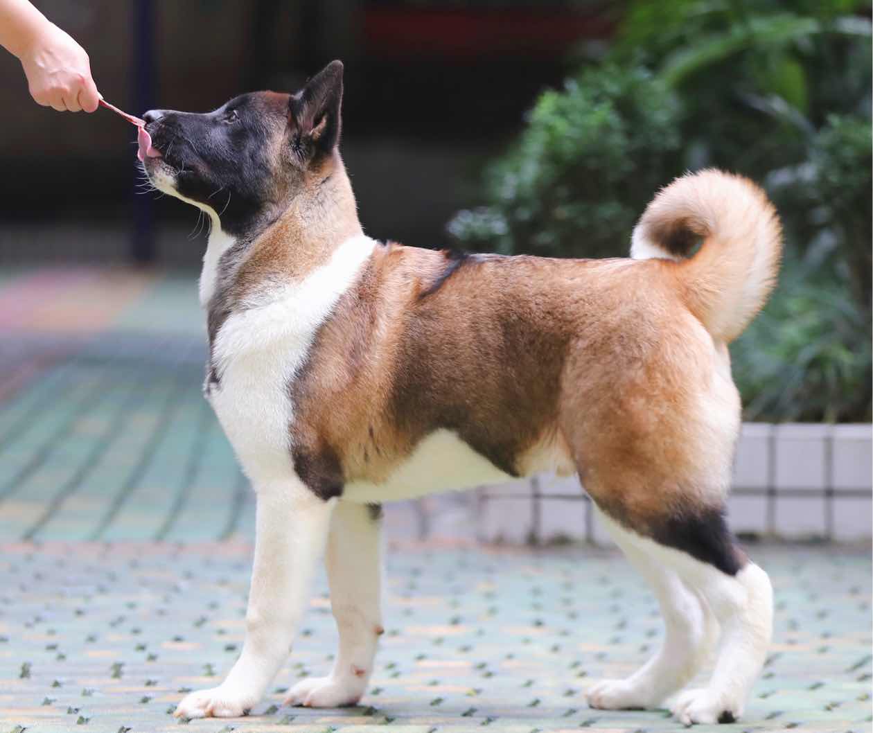 皮毛颜色越来越好了美系秋田犬