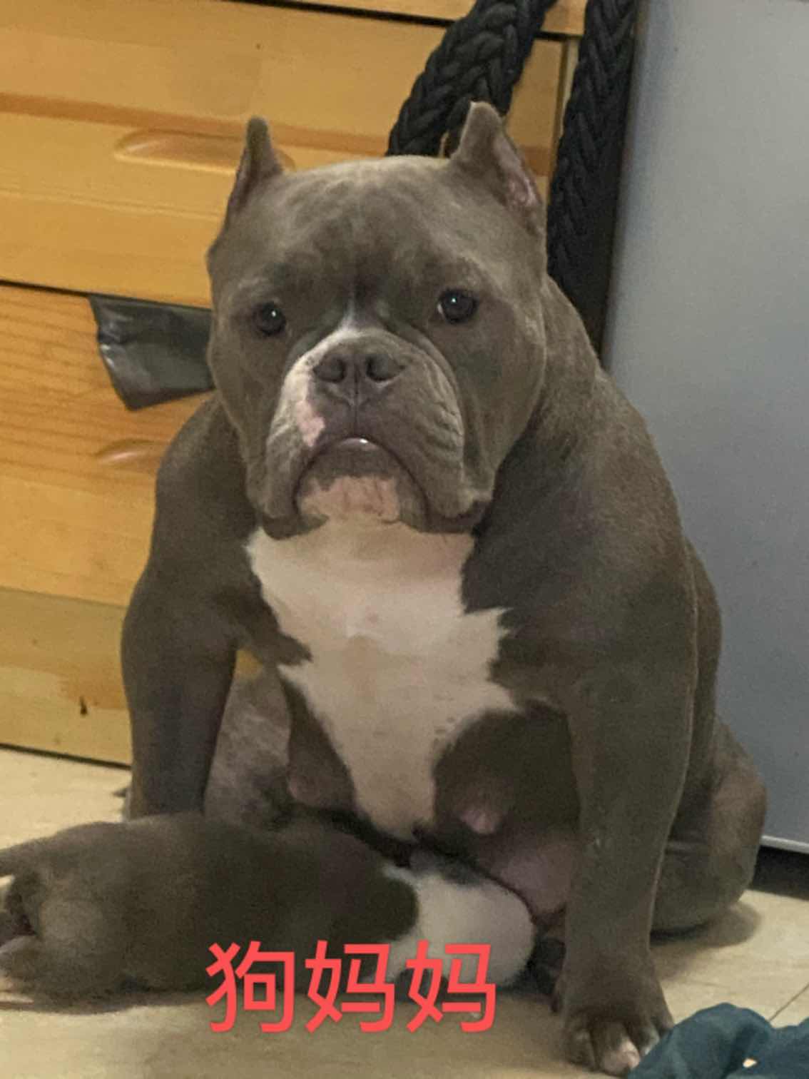 标体恶霸自家繁育